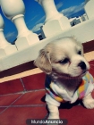 CHUMBO, cachorrito tamaño pequeño en adopción - mejor precio | unprecio.es
