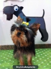 Cachorritos yorkshire toy desde 490E!!! - mejor precio | unprecio.es
