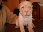 camada shar pei - mejor precio | unprecio.es