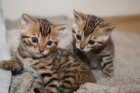Macho y Hembra Bengala gatitos - mejor precio | unprecio.es