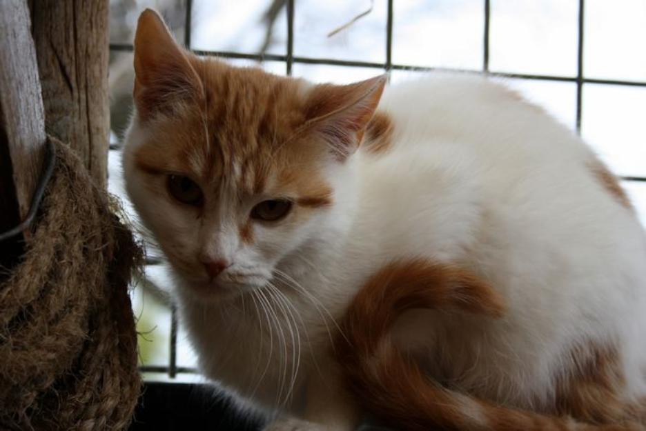 MAURA y VERA, dos gatitas en adopción