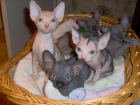 Navidad spyhnx gatitos a precios de saldo - mejor precio | unprecio.es