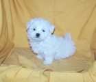 PRECIOSA CAMADA DE BICHON MALTES - mejor precio | unprecio.es