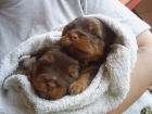 PRECIOSO CACHORRO DE YORKSHIRE - mejor precio | unprecio.es