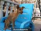 se da en adopción. se regala - mejor precio | unprecio.es