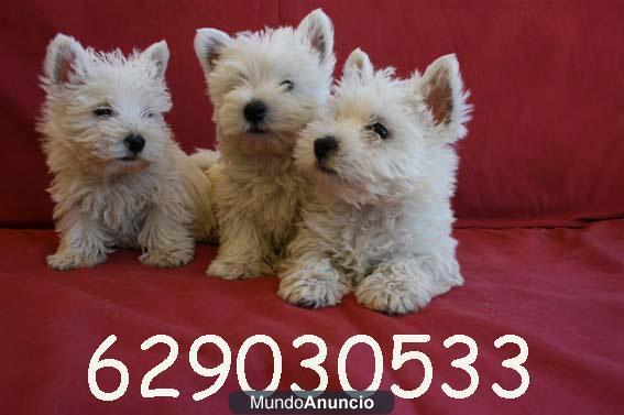 Westy, garantía, pedigree y calidad por 275€