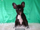 Bulldog Frances de exposicion - mejor precio | unprecio.es