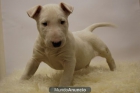 Bullterrier ( Blancos ) - mejor precio | unprecio.es