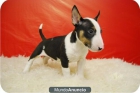 Bullterrier Preciosos Cachorros Genetica de Calidad Para Entregar - mejor precio | unprecio.es