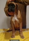 cachorro de boxer - mejor precio | unprecio.es