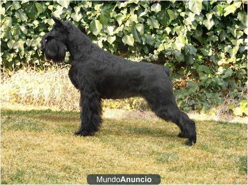 camada de schnauzer gigantes negros