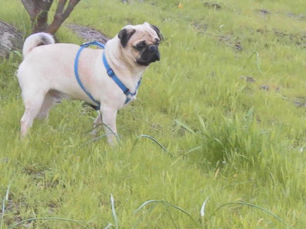 Carlino para monta con pedigree