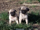 Carlinos Cachorros 350€ - mejor precio | unprecio.es