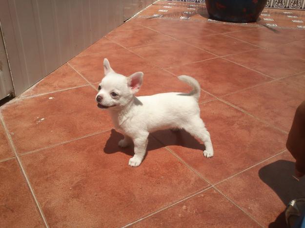Chihuahua miniatura
