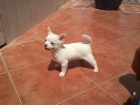 Chihuahua miniatura - mejor precio | unprecio.es