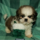 Disfruta de tu cachorro Shih-Tzu - mejor precio | unprecio.es