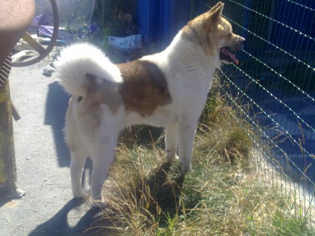 EXCELENTE CAMADA DE AKITA AMERICANO. TRES CACHORRROS.