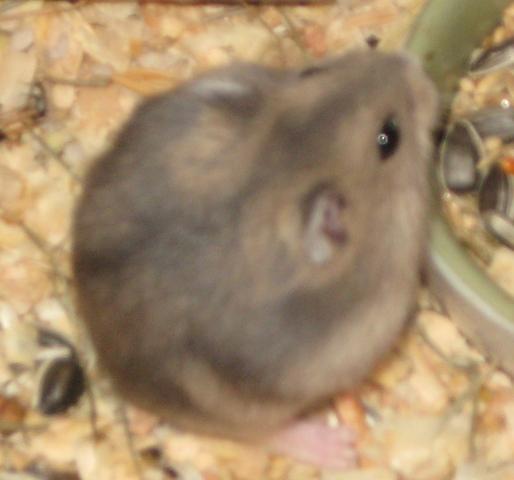 Hamster ruso + jaula nueva a estrenar + viruta + comida