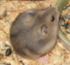 Hamster ruso + jaula nueva a estrenar + viruta + comida - mejor precio | unprecio.es