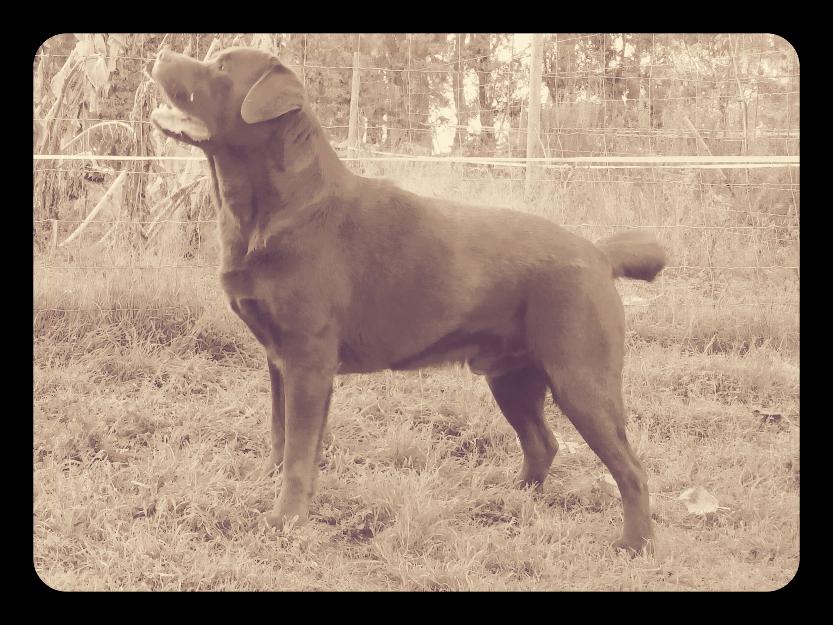 labradores chocolates de los que quitan el hipoo!!!!