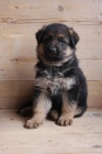PASTORES ALEMANES CACHORROS - mejor precio | unprecio.es