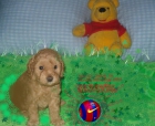 Se vende cachorro macho de caniche toy - mejor precio | unprecio.es