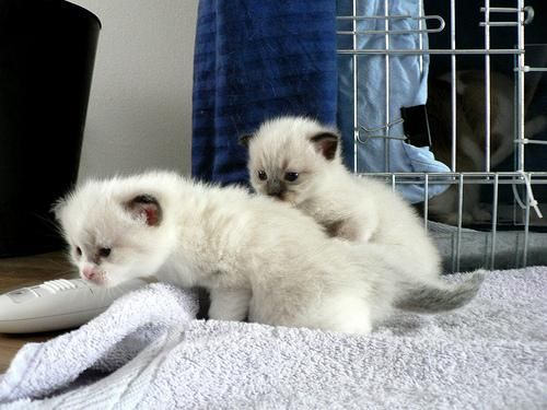 Blanco Cattery persas, los persas gatitos Disponible Ahora!