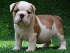 BULLDOG INGLES CACHORROS PARA NAVIDAD.150euros - mejor precio | unprecio.es