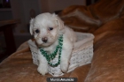 CACHORRITA BICHON-MALTES TOY - mejor precio | unprecio.es