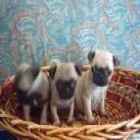 CACHORROS DE CARLINOS PUG DE COLOR CANELA - mejor precio | unprecio.es