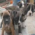 camada de boxer, - mejor precio | unprecio.es