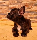 exelente camada de bulldog frances 350€ - mejor precio | unprecio.es