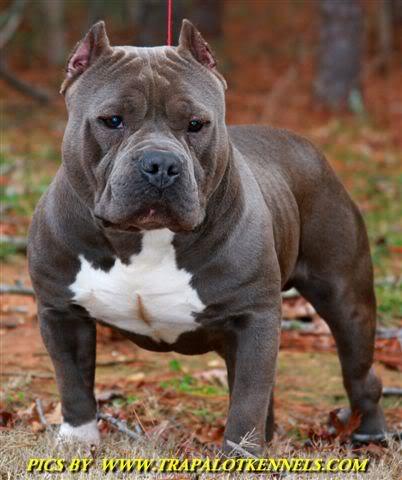 hembra american bully pitbull blue