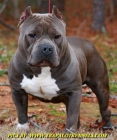 hembra american bully pitbull blue - mejor precio | unprecio.es