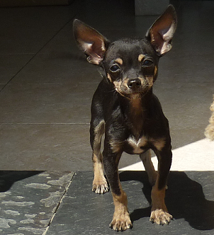 Precioso cachorritos de Chihuahua super mini