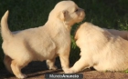 Regalo  Golden Retriever cachorros - mejor precio | unprecio.es