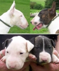 vendo cachorros de bull terrier con rottbailer - vendo cachorros de bull - mejor precio | unprecio.es