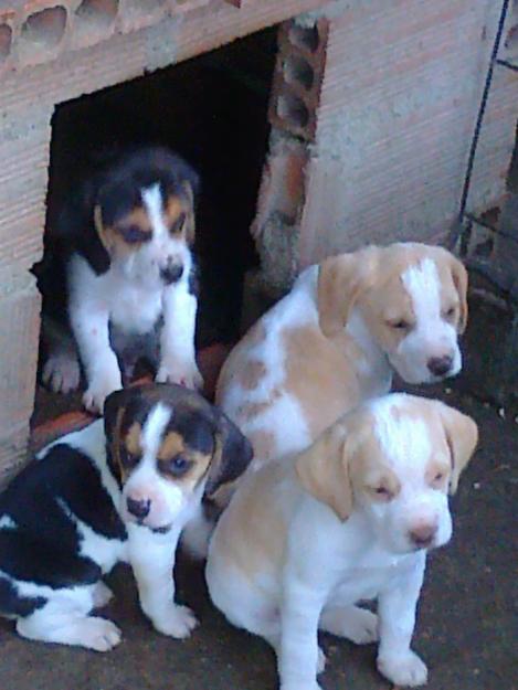 vendo preciosos cachorritos beagles