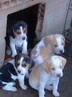 vendo preciosos cachorritos beagles - mejor precio | unprecio.es