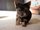 Adorable Yorkie cachorros de nuevos hogares. - mejor precio | unprecio.es