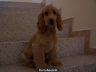 cachorritos - mejor precio | unprecio.es