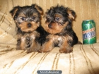 Cachorro yorkshire Terrier en venta. - mejor precio | unprecio.es