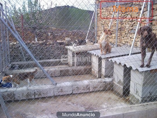 Cachorros de Braco aleman