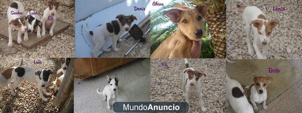 Camada en busca de un hogar