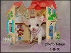 CHIHUAHUA PEQUE - mejor precio | unprecio.es