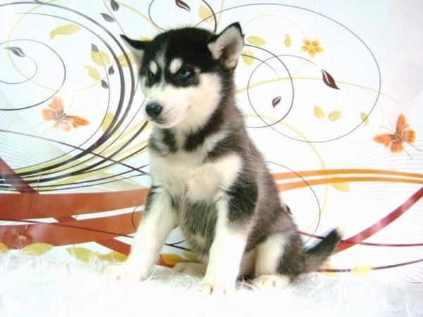 HUSKY SIBERIANO CACHORRITOS CON DOS MESES