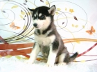 HUSKY SIBERIANO CACHORRITOS CON DOS MESES - mejor precio | unprecio.es
