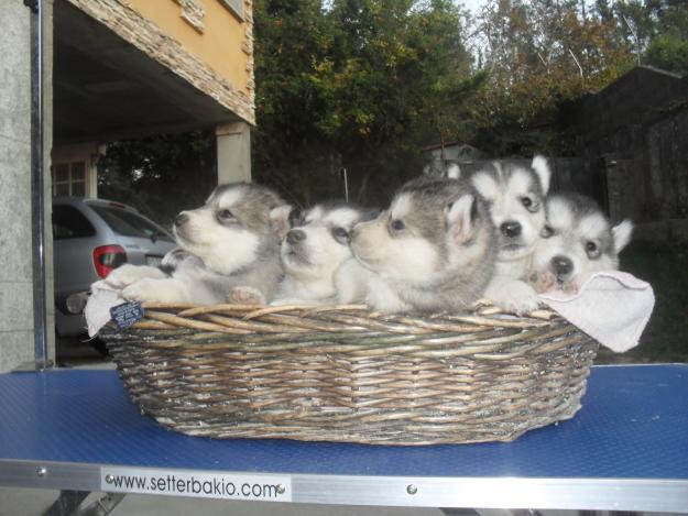 Magnificos ultimos cachorros malamute de alaska