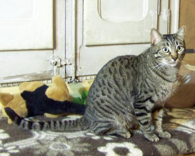 Milo, gato atigrado espectacular en adopcion