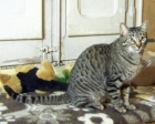 Milo, gato atigrado espectacular en adopcion - mejor precio | unprecio.es